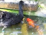 Black Swans Feed Koi Fish in Taiwan