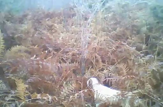 chasse aux chiens d arret