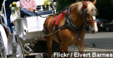 NYC Mayor Wants To Ban Horse-Drawn Carriages