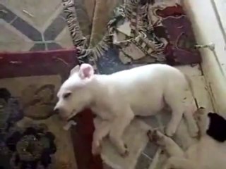 rüyasında koşan yavru köpek