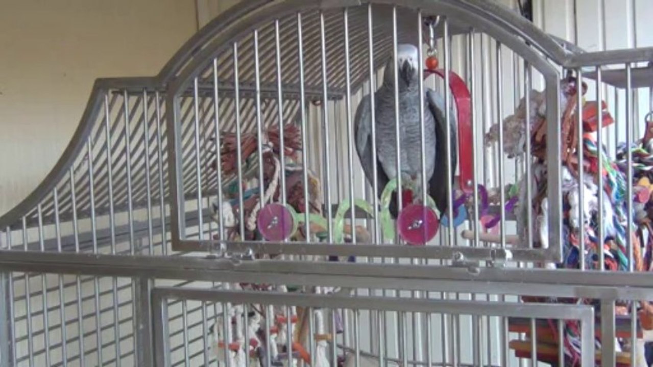 Tsuki appelle Graffiti