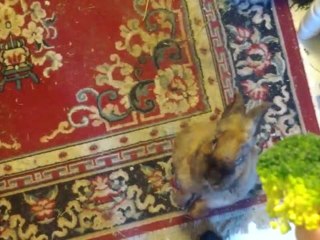 Cute Rabbit Nods Head For Food!