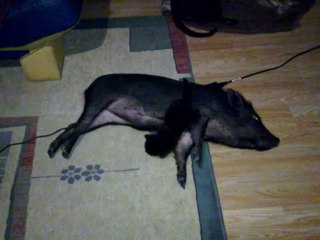 Kitten Uses Superpower to Disable Pig