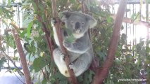 Bloodied Stuffed Koalas Installed on Crosses in Australian Town