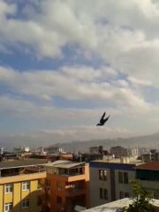 gök tepeli dişi yeni baslıyor
