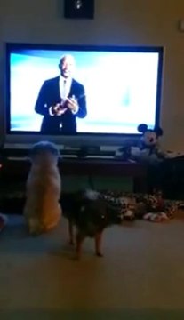 Un chien préfère regarder la Télé plutôt que de jouer avec son pote!