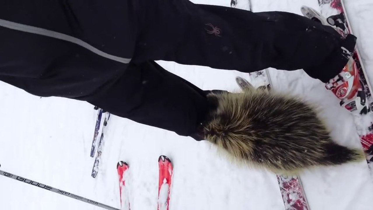 Un Porc-épic attaque un skieur! Epique!