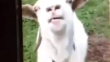 Funny goat