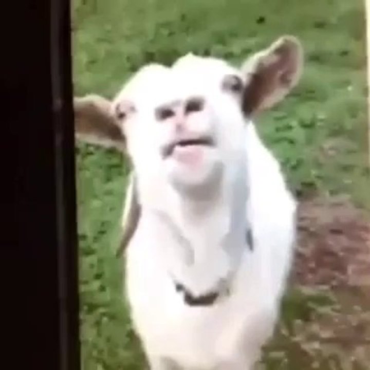 Funny goat