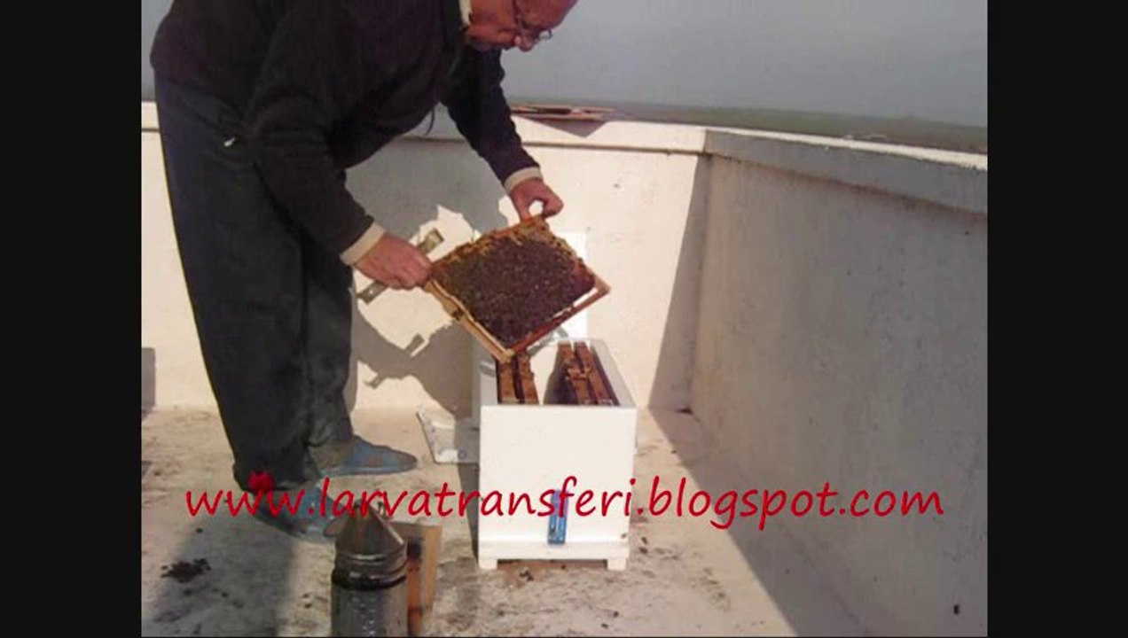 damızlık koloni kontrolü