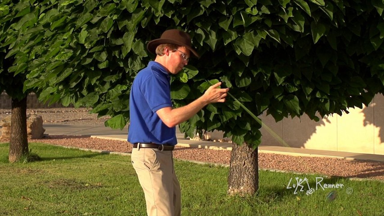 Lisa a Yo-Yo Trick - Luke Renner
