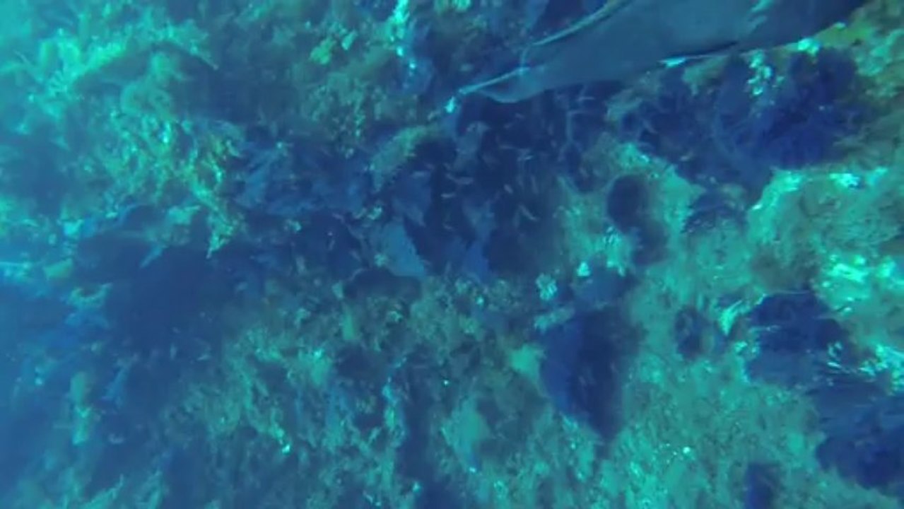 Aqualonde Plongee La Gabiniere Port-cros