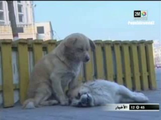 الكلب الذي حرك مشاعر العالم بوفائه لرفيقته مشهد مؤثر