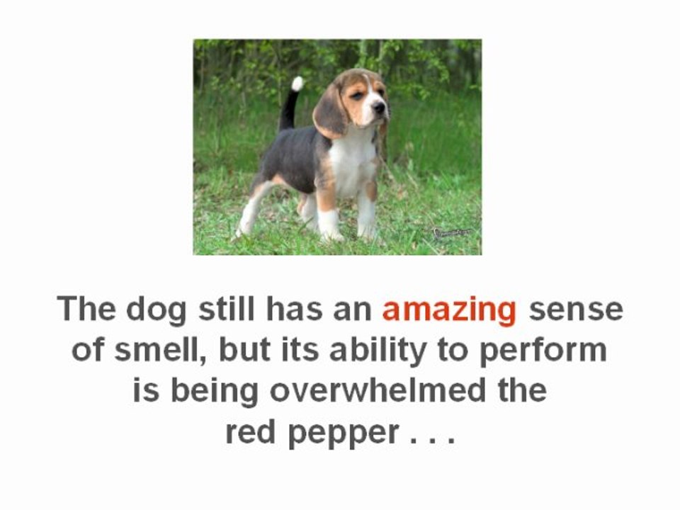 Raspberry Ketone Reviews Does It Work