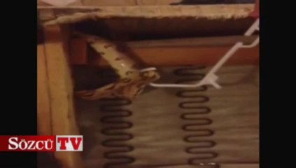 Kanepeden çıkan dev boa yılanı