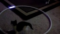 Kittens turning crazy because of lights : Hooper Kittys!