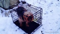 Dog Rescued After Being Abandoned in Crate on Snowy Road