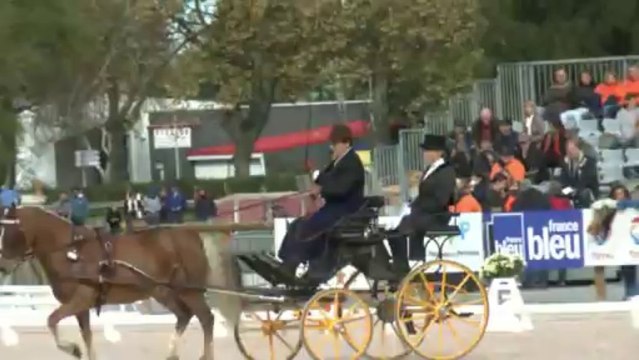 LES W-D.D. MICHOU NEWS - 1er NOVEMBRE 2013- LE DRESSAGE DU CONCOURS D'ATTELAGE DU C.H.I. DE PAU.