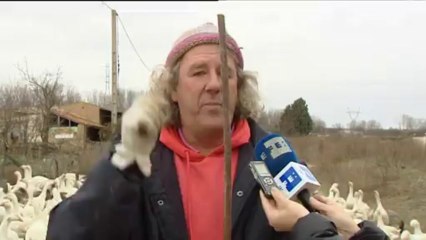 Estas ocas entrenan duro para acompañar a los Reyes Magos