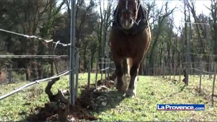 A Grand Boise; c'est le pôle emploi des animaux