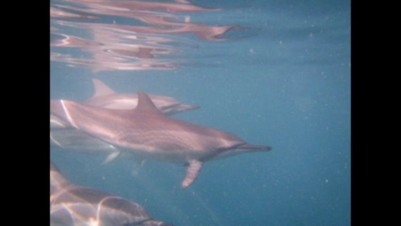 Dauphins-2013