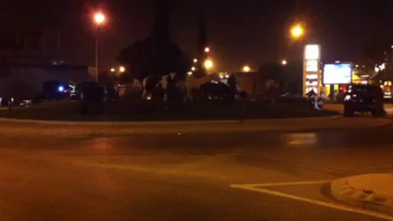 Aubagne : des chevaux en divagation en pleine zone industrielle !