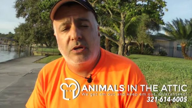 Rat Facts - Removing rats from your home - Animals in the Attic 321-614-6005 Melbourne FL