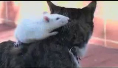 Chat chien et rat