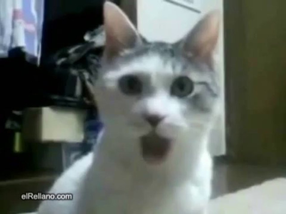 Chat choque