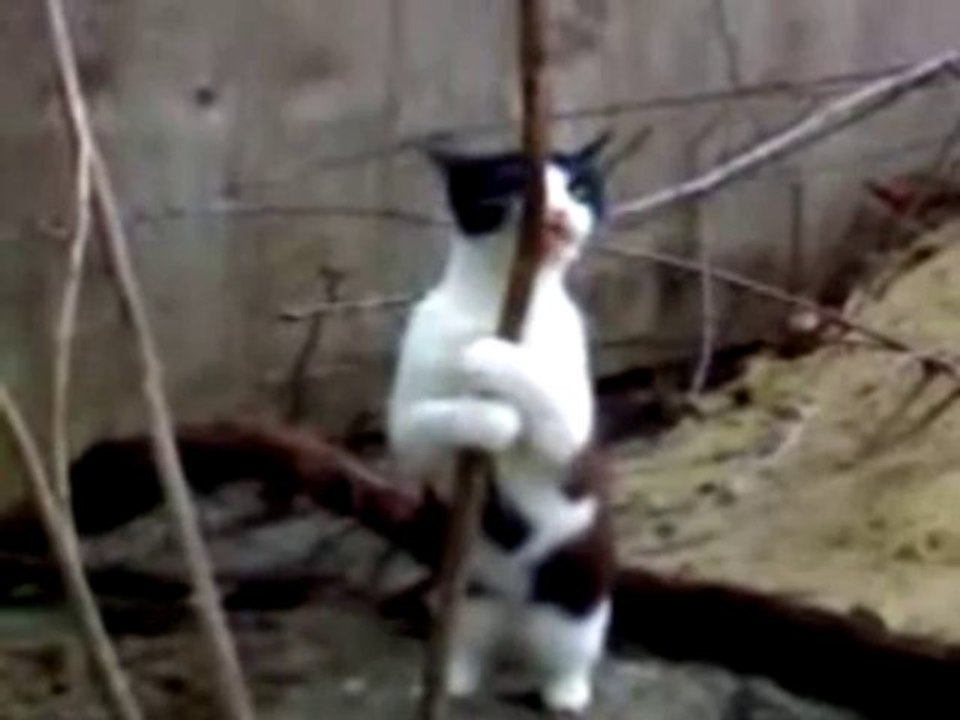 Chat danse branche