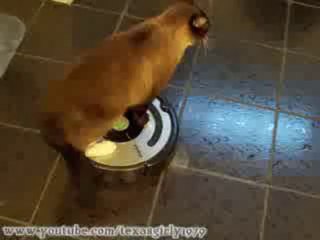 Chat et aspirateur 2