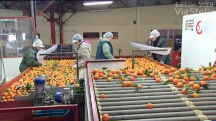 SNCM: les syndicats reconduisent la grève