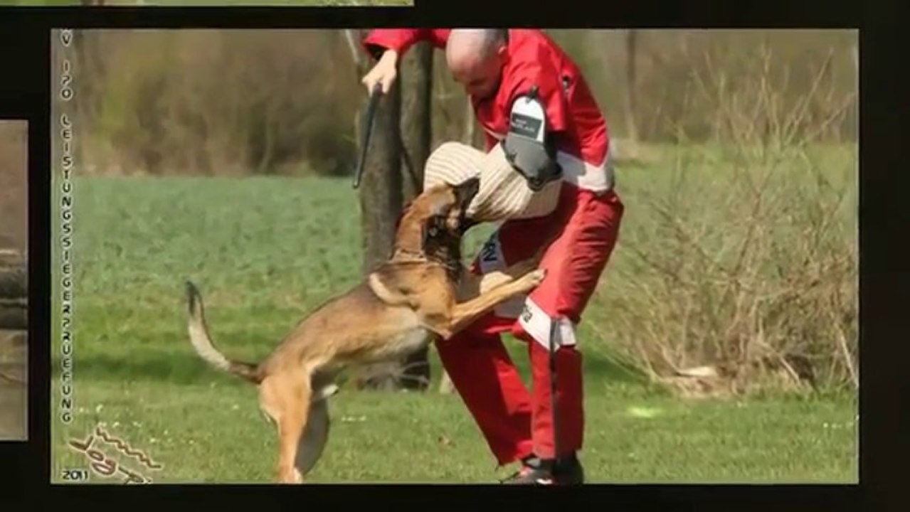 Be Aware APOLLON @ 2.FCI-WM Qualifikation 2011 - Taufkirchen