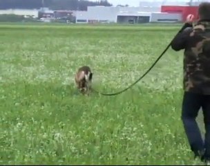 Be Aware Apollon @ IPO-3 Fährte