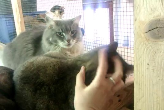 Tijerin qui apprécie les gratouilles sur les joues et le menton :)