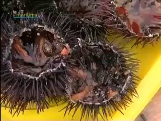 Les fêtes de la mer à Sausset