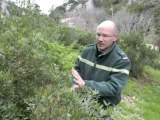 Calanques : des plantes invasives emportées en hélicoptère