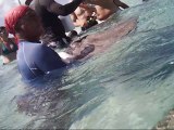Sting rays in sting ray city