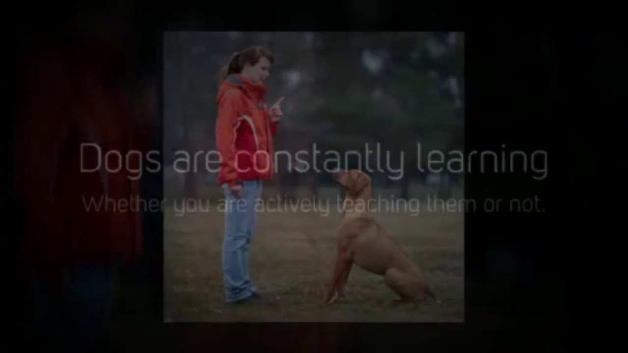 Tips for Choosing the Best Dog Trainer