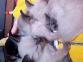 Cute Kittens Falling Asleep!
