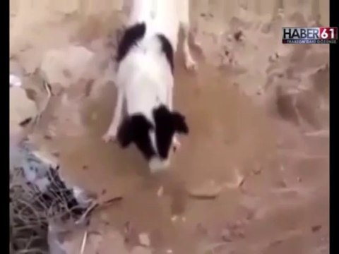 anne kopek yavrusunu boyle gomdu