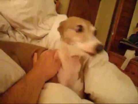 Ce Joli chien a peur des histoires d'Halloween... Trop Marrant!