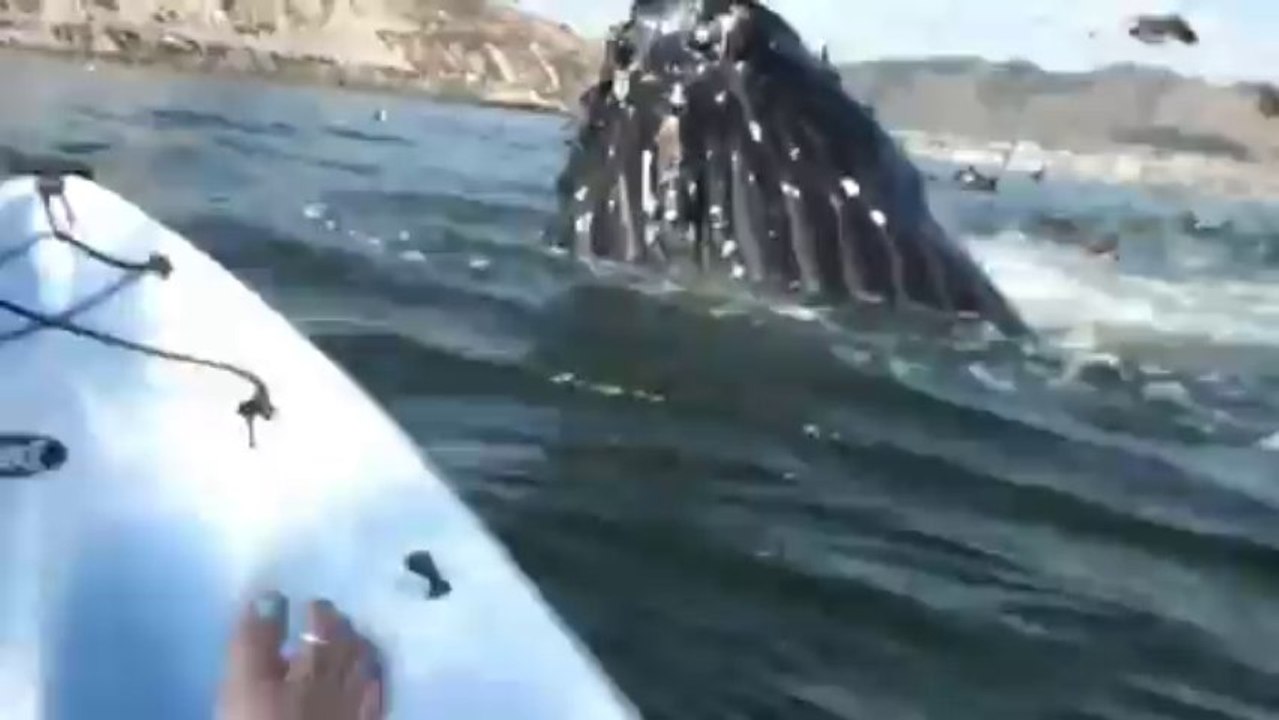 Women in kayaks meet Giant Humpback Whale
