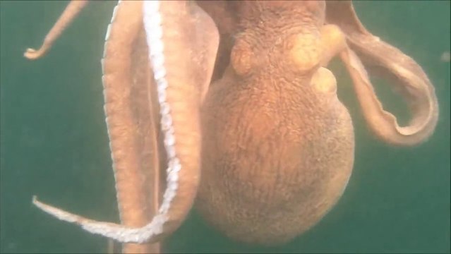 Des pécheurs en Kayak attrapent une pieuvre géante!