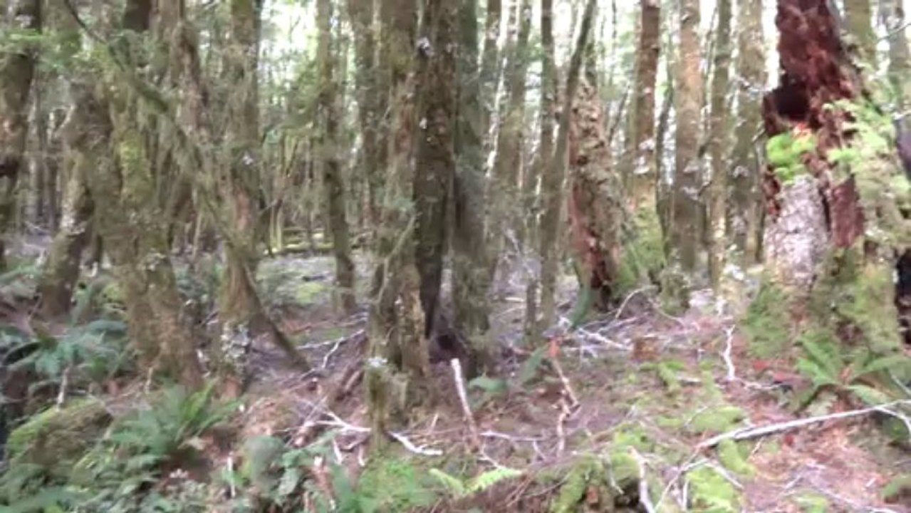 Beech forest 25-12-2013