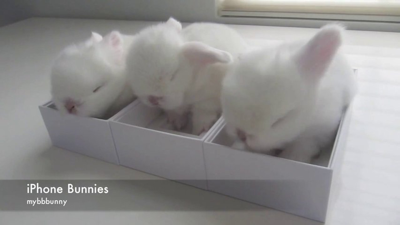 Des bébés lapins dans des boites d'iPhone 5s! Trop mimi!