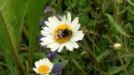 Pesticidas que matan abejas también pueden dañar a los humanos