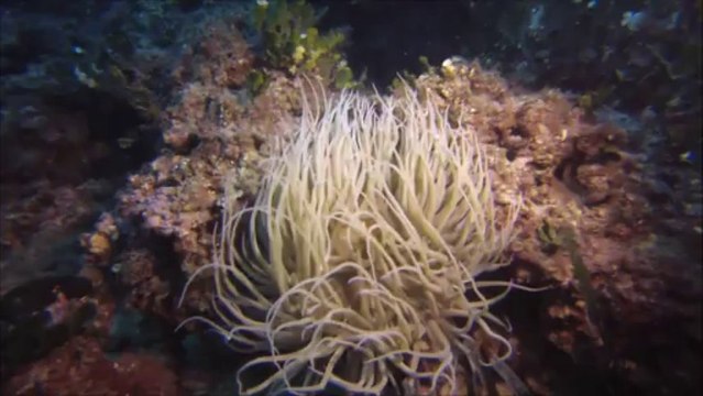 Plongée du nouvel an... Anse Méjean....avec le CSAM