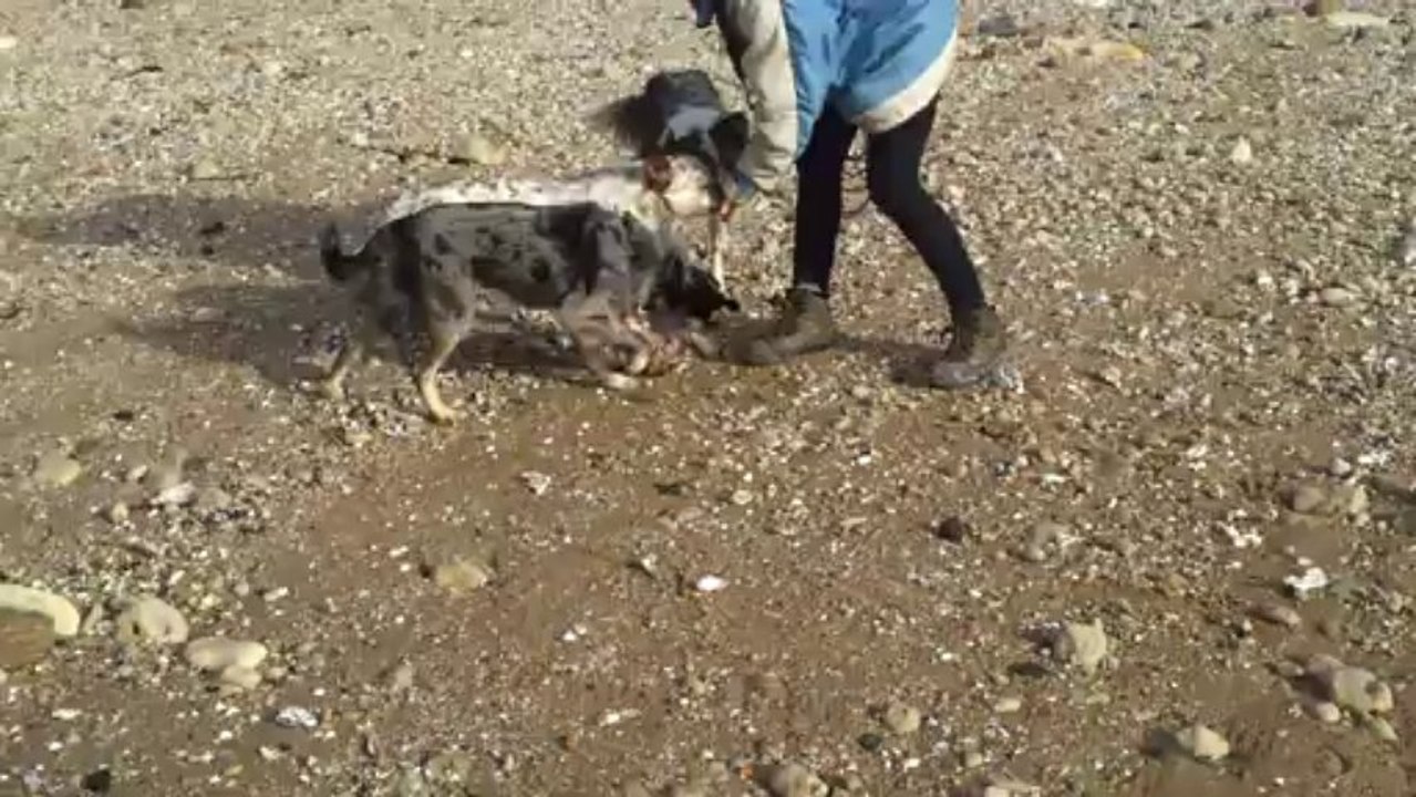 Jojo au rappel sur la plage