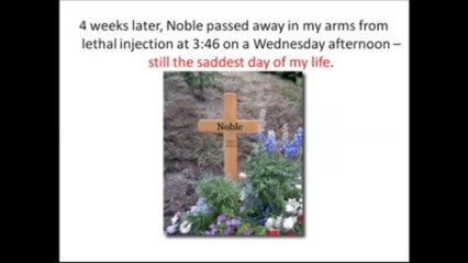 Homemade dog food recipes-How to feed your dog?